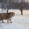 In Primorye, a tiger walked onto the roadway