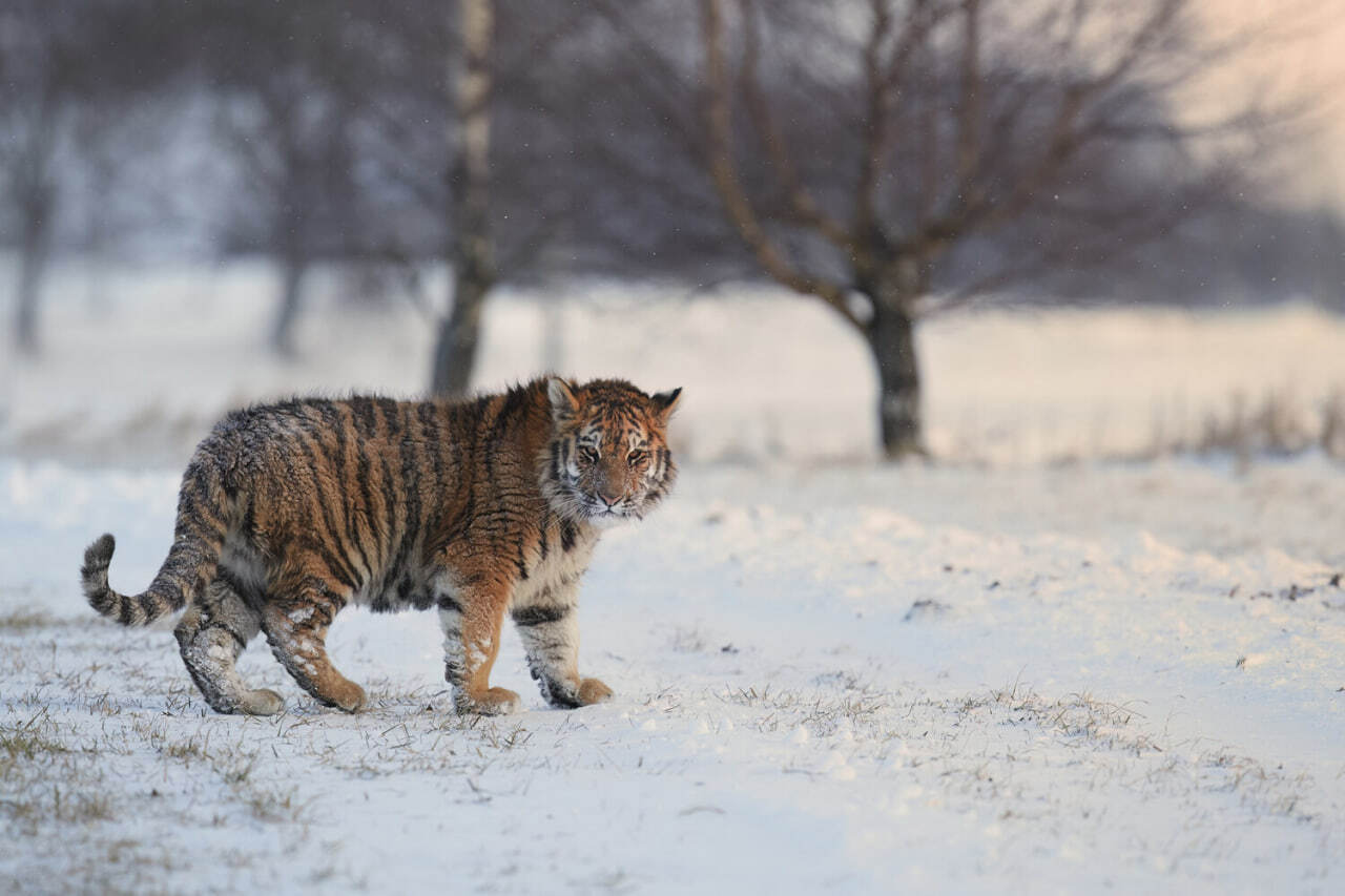 In Primorye, a tiger walked onto the roadway