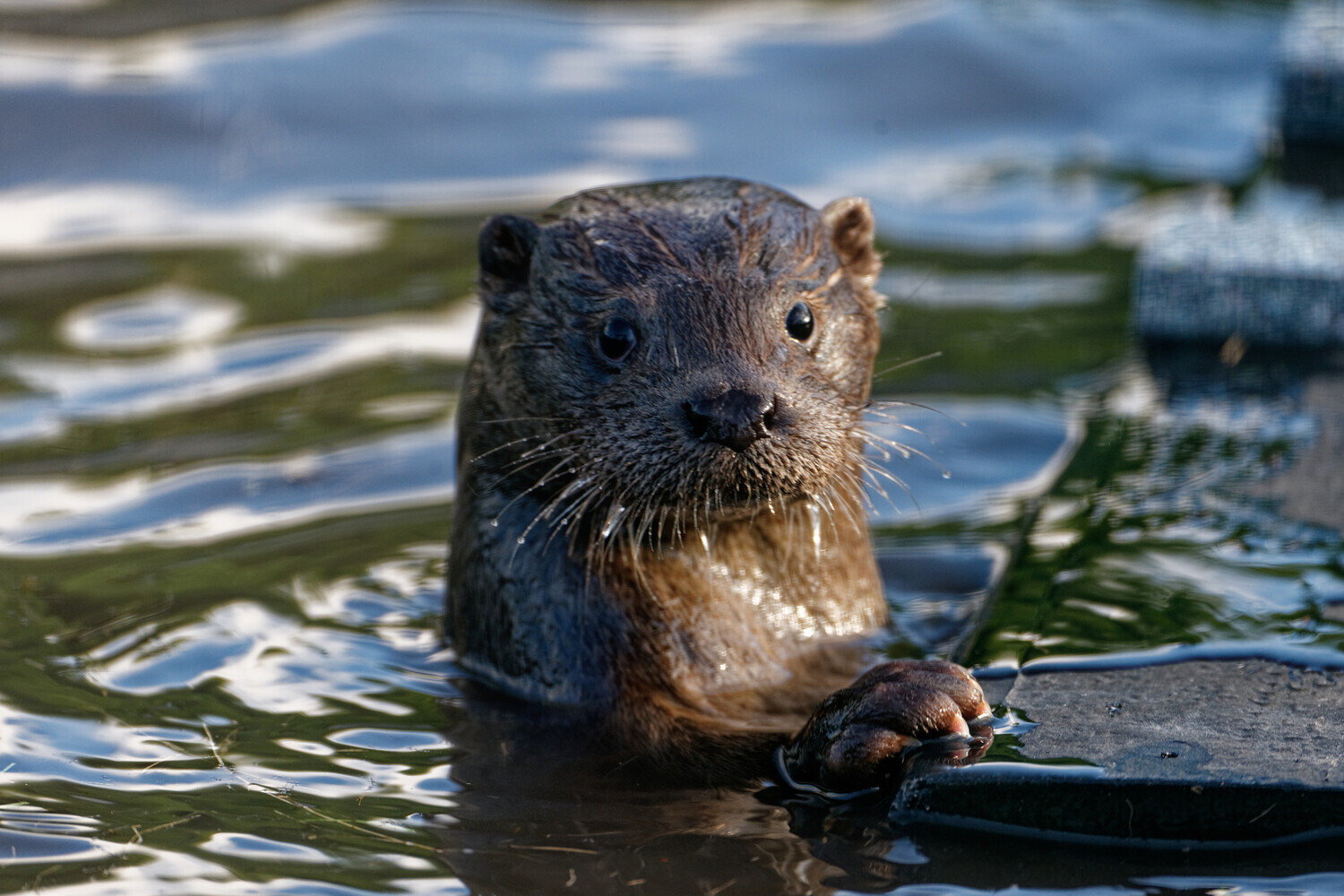 In a Finnish port, otters are chewing en masse on the wiring of new cars.