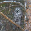 Mash: in Novosibirsk, volunteers saved a rare gray owl on the road