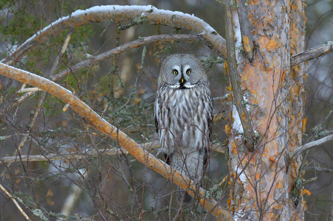 Mash: in Novosibirsk, volunteers saved a rare gray owl on the road