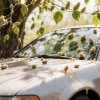 Fit Service: poplar buds will ruin your car's paint in a few hours