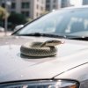 In Primorye, a snake lurked on a car door and was caught on camera