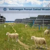 The Volkswagen plant started a flock of sheep to get rid of gasoline brush cutters.