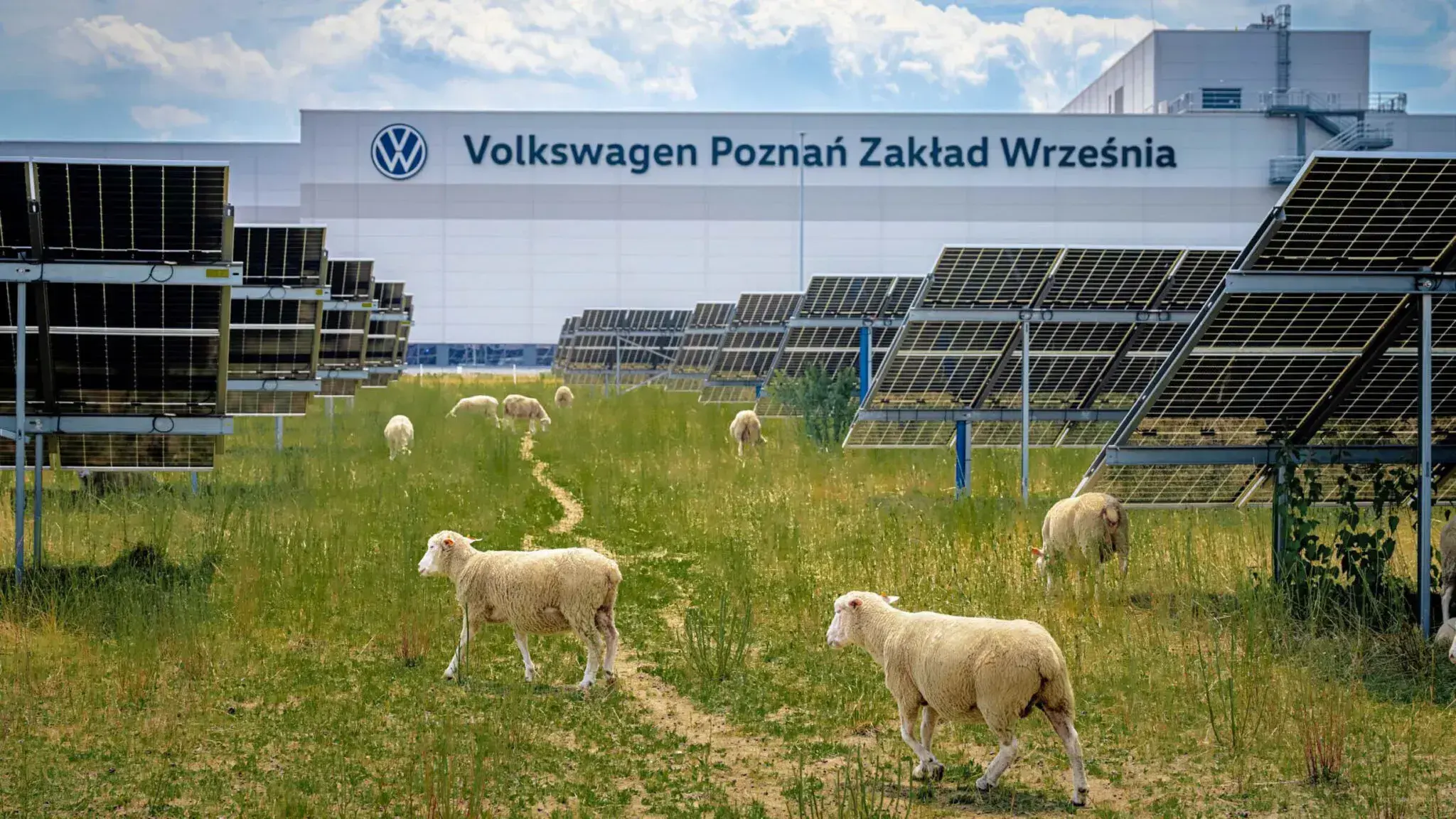 The Volkswagen plant started a flock of sheep to get rid of gasoline brush cutters.
